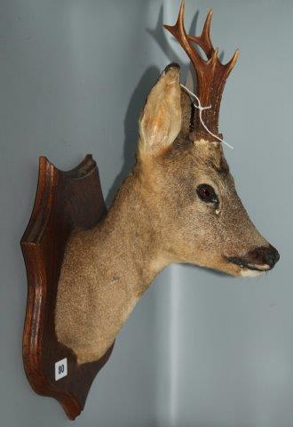 Mounted deers head